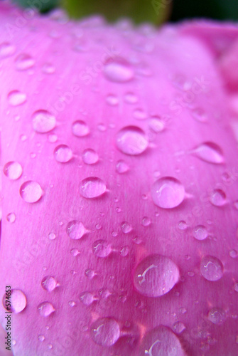 peony and water drops