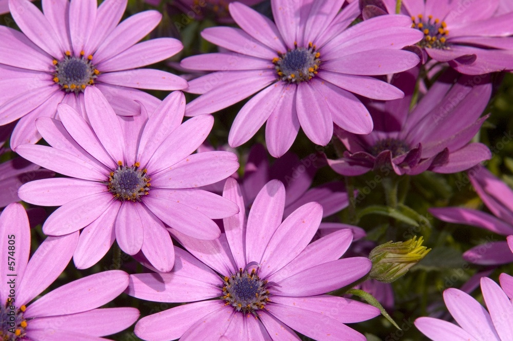purple flowers from up close purple flowers from up close
