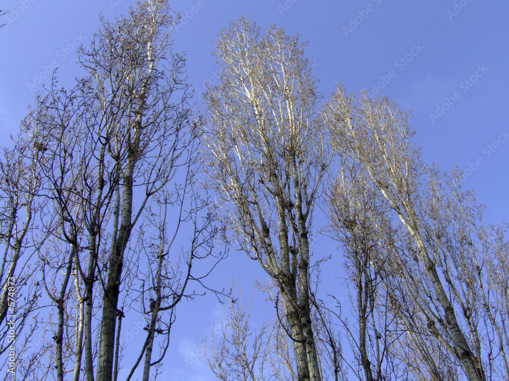 birch trees birch trees