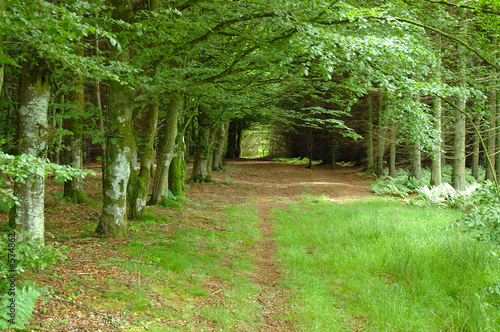 woodland walk