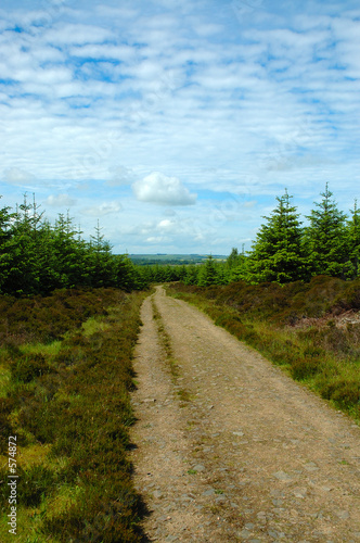 forest trail