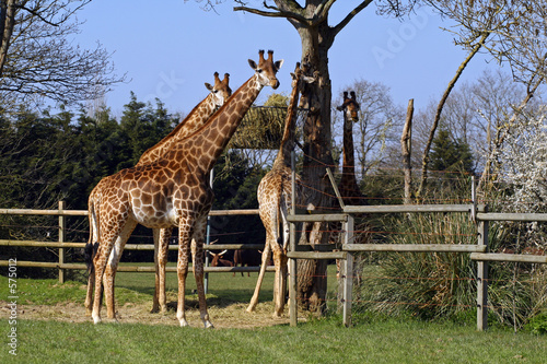 girafe