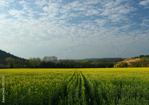 Champs de colza