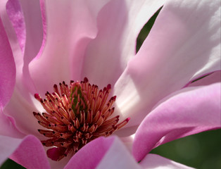 Keuken achterwand Magnolia Magnoliabloem in tere bloei  © Theresa Martinez