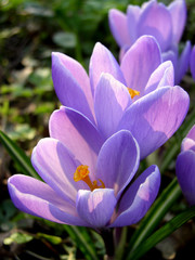 Wandcirkels Krokussen Krokus in volle bloei  © Vaida Petreikis