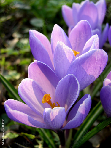 crocus