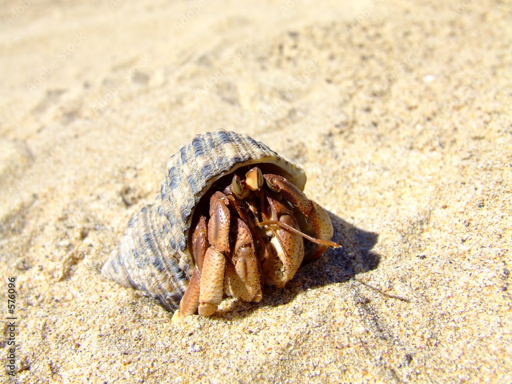 land hermit crab on beach