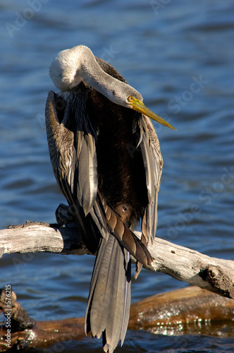darter