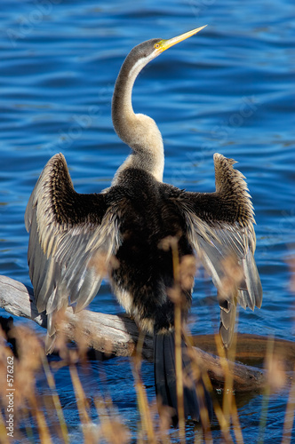 darter