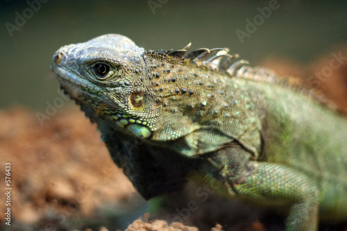 iguana - lizard - echse - reptilie