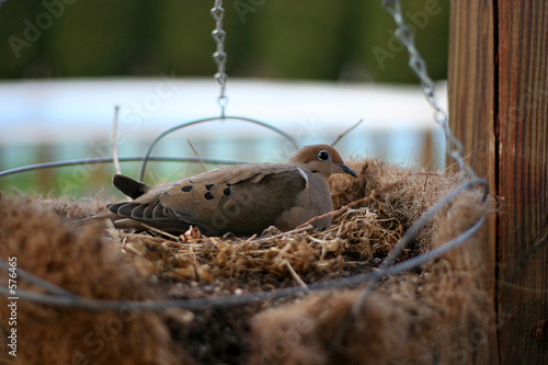 vogelnest