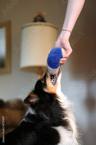 hund schnappt ball