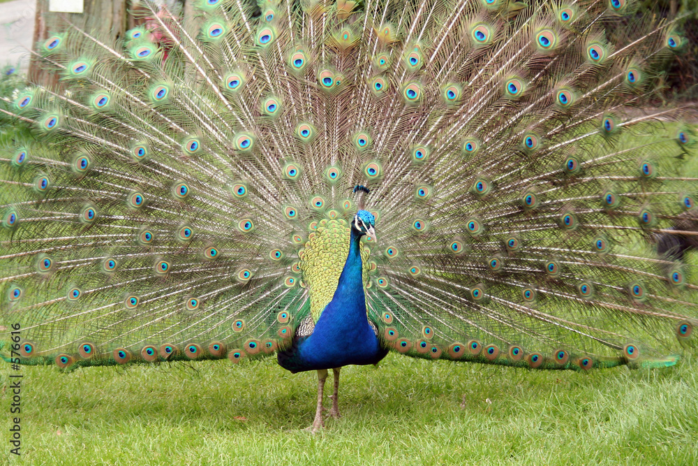 Obraz premium peacock