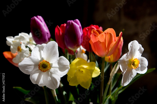 narcisses et tulipes