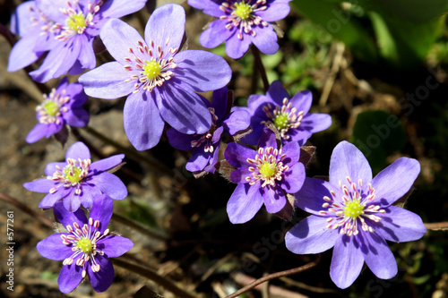 spring flowers in a garden. © irina2005