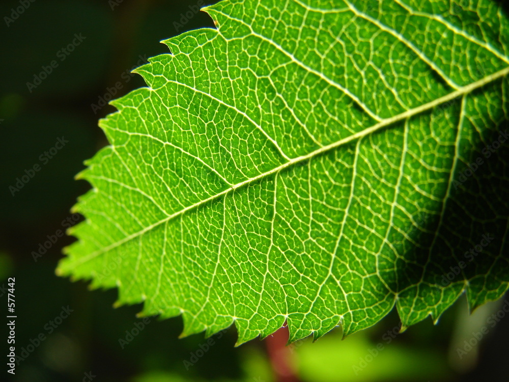 leaf leaf