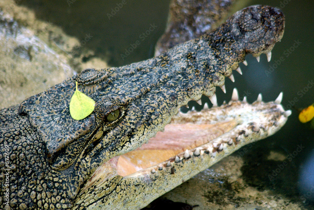 Obraz premium hungry crocodile in the thailand