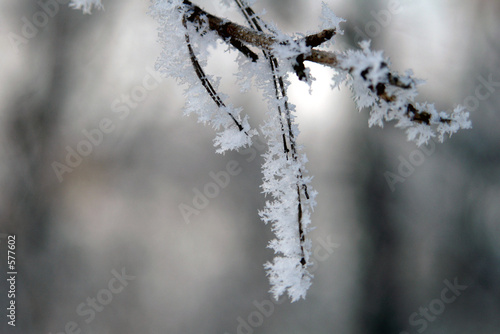 branch in snowflake