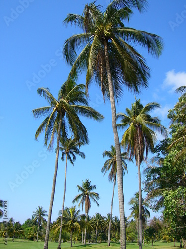 palmeras en campo de golf