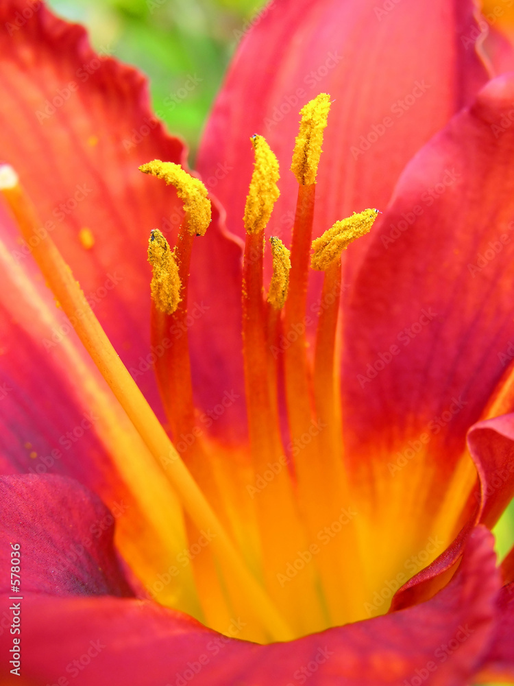 flower red yellow azalea flower red yellow azalea
