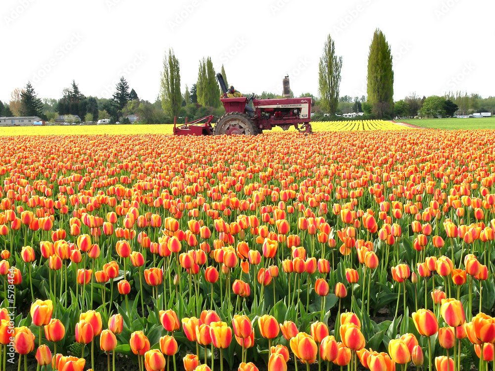 Fototapeta premium ciągnik polowy tulipanów