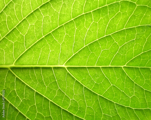 leaf #579202