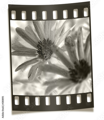 filmstrip negative - flower macro