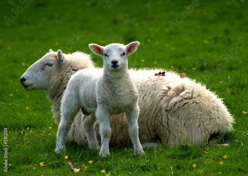 young lamb with mother