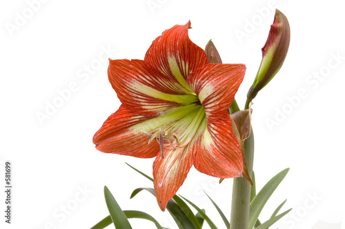 lilly