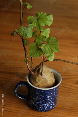 sweet potato plant