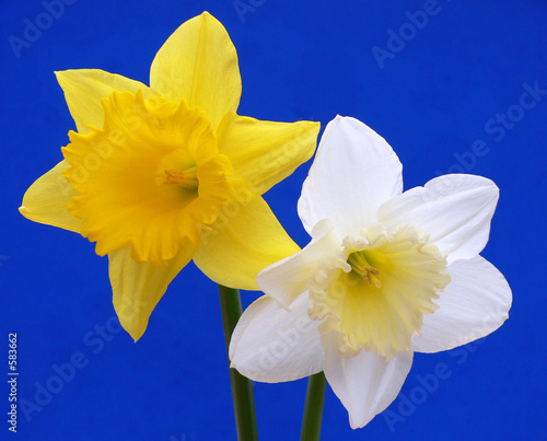 daffodils on blue
