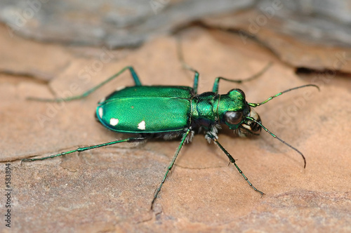tiger beetle