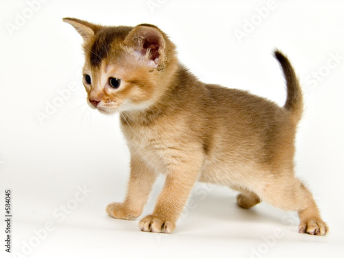 kitten;