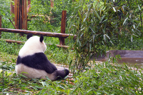 bear in morning contemplation