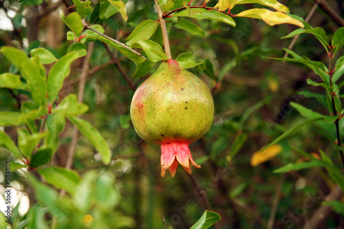 Close-up of a pomegranate on tree
