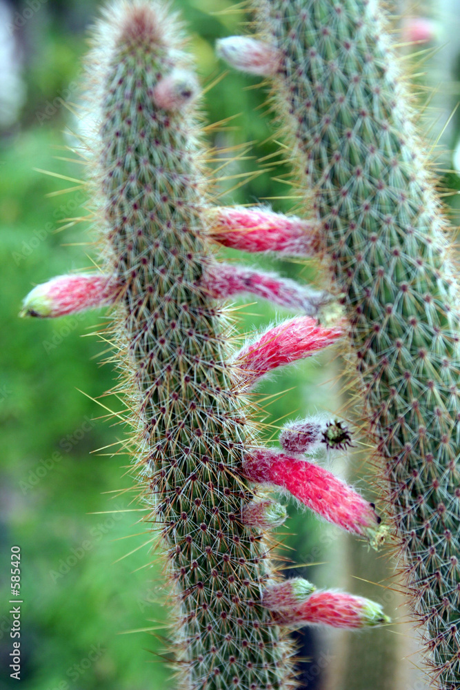 spring flowers spring flowers