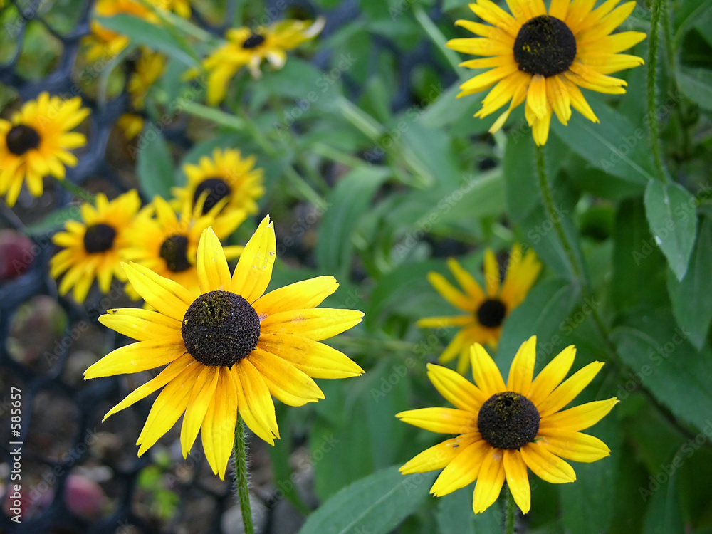 Fototapeta premium flowers yellow