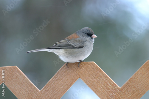 the junco sparrow