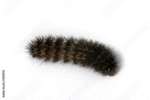 catapillar