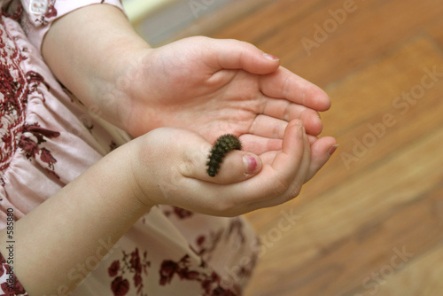 discovery of catapillars