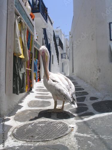 pelican stroll. mykonos, greece
