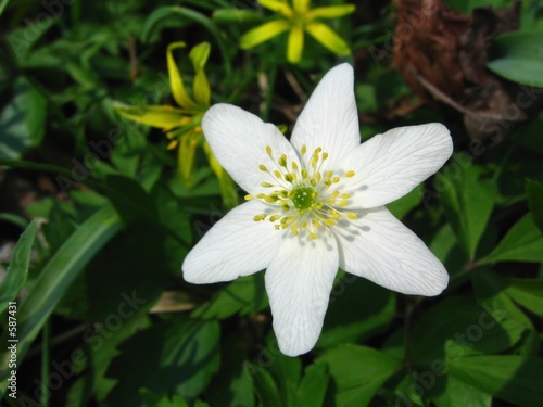 spring flower