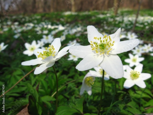 spring flowers