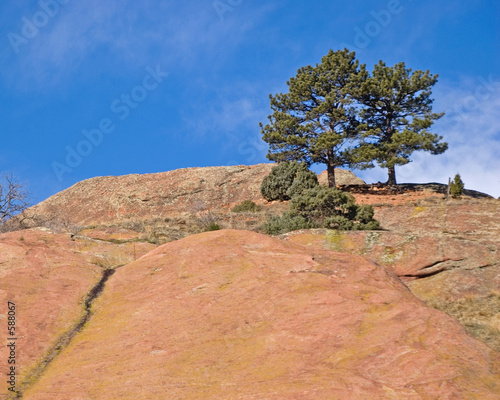 lonely trees at red rocks