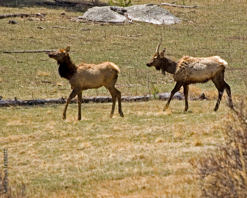 elk strutting
