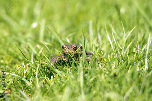 Fotografie amphibian
