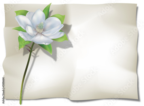 magnolia on sheet