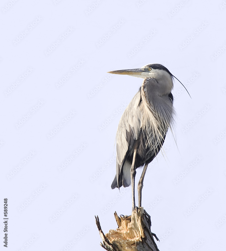 Fotografie great blue heron (ardea herodias)