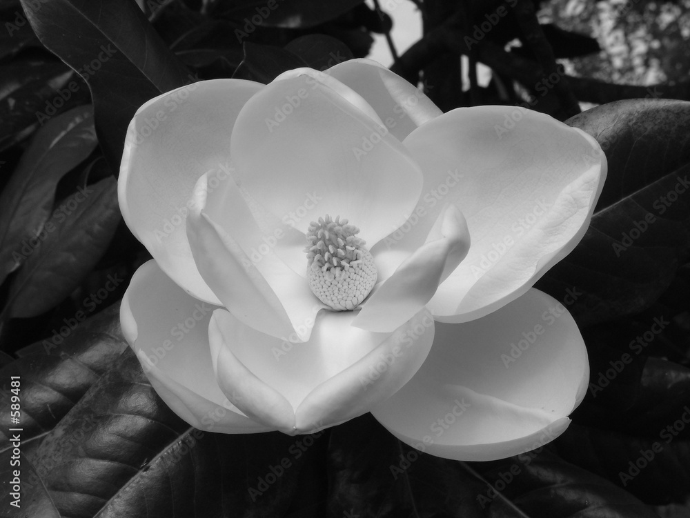 Fototapeta premium magnolia blossom-1