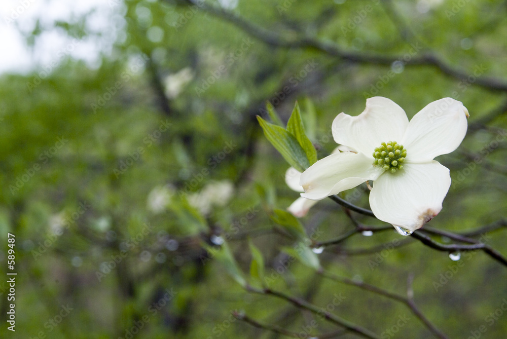 dogwood tree in the rain